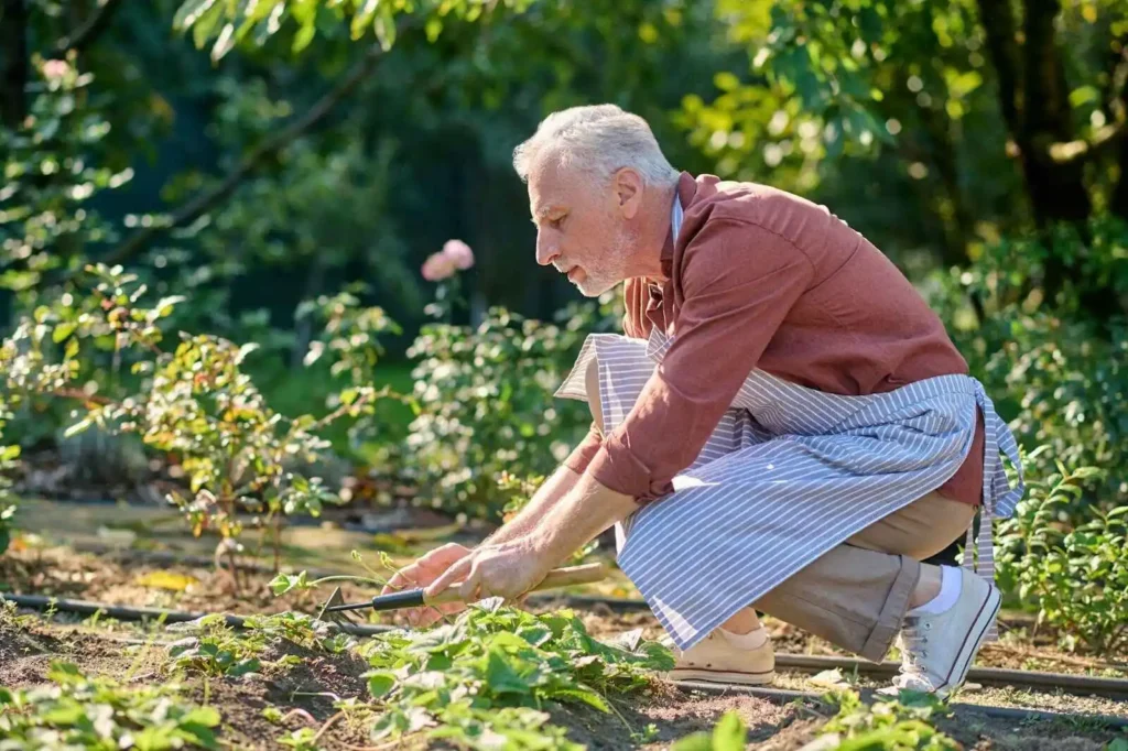 Gray-haired gardener raking the ground