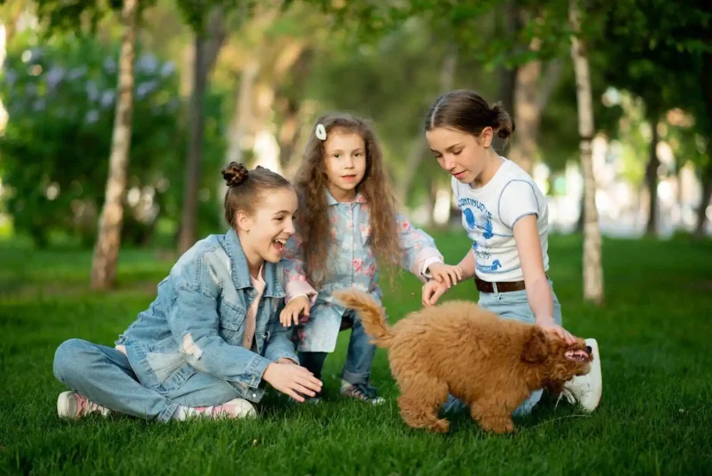 Three cute girls on lawn playing with a toy poodle in Etobicoke 