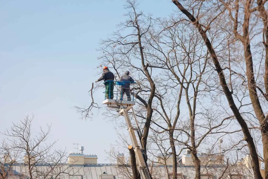 Experts removing trees from electrical wires- Time to Trim Overgrown Branches