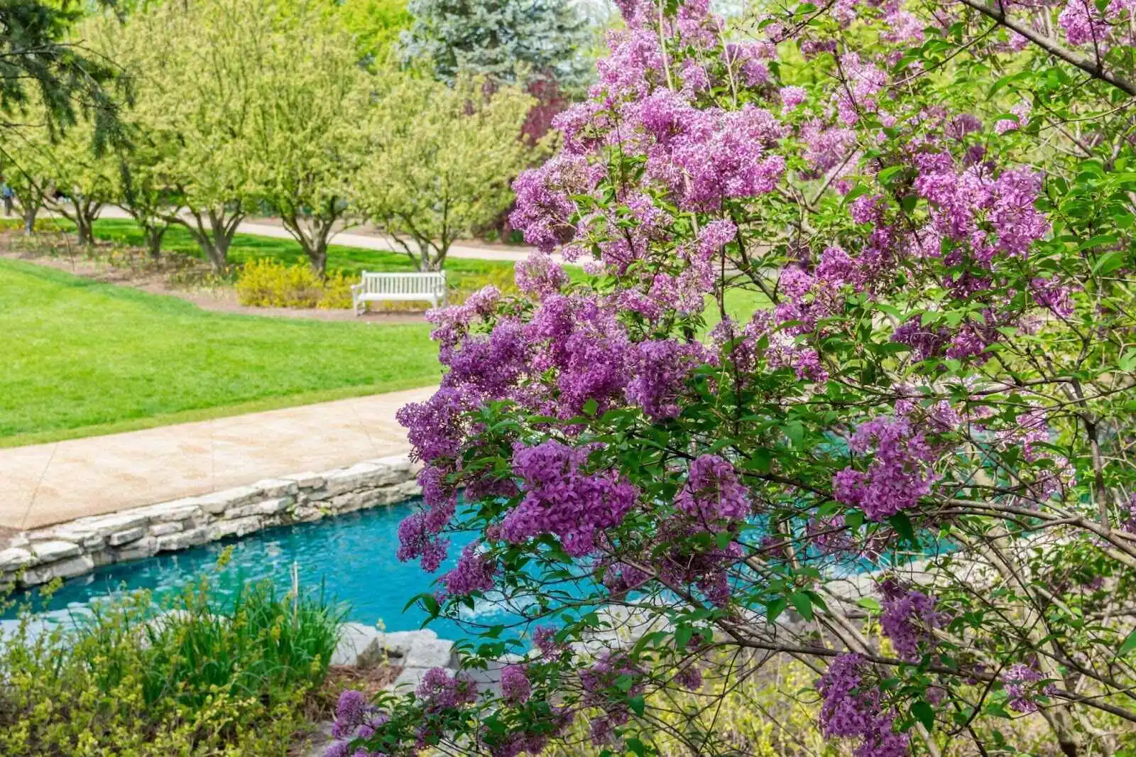 Describing When To Trim Lilac Bushes In Ontario