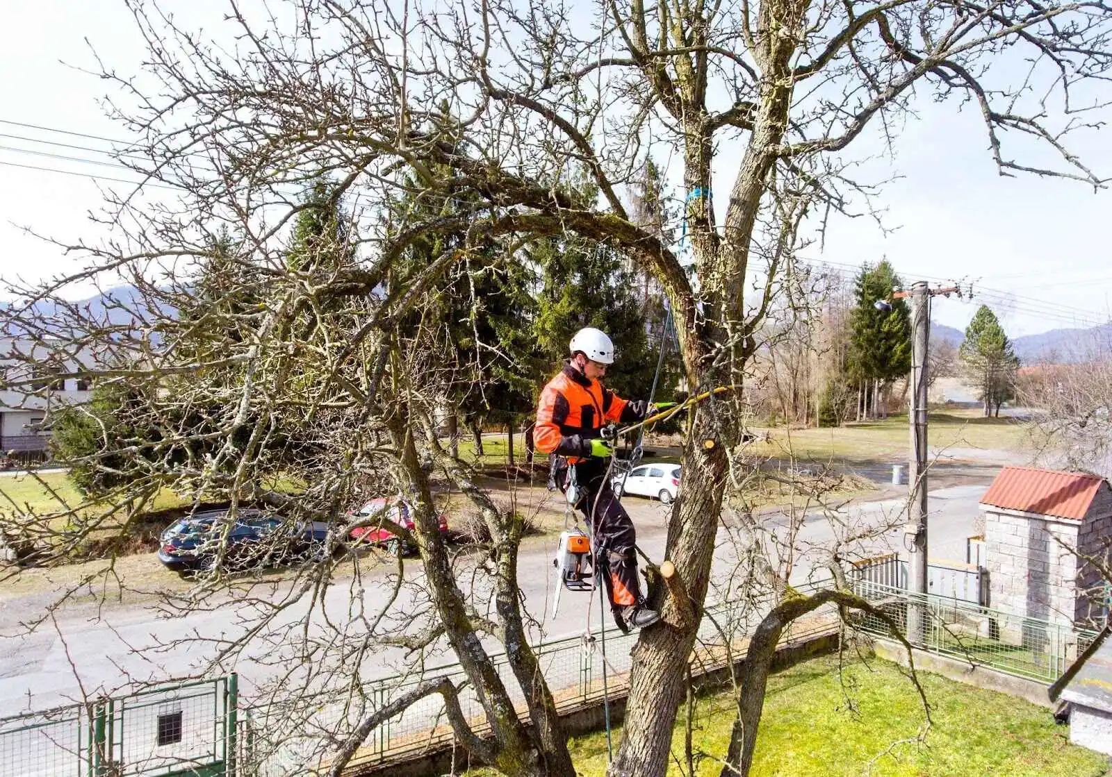 Guide on When To Trim Maple Trees In Etobicoke, Ontario