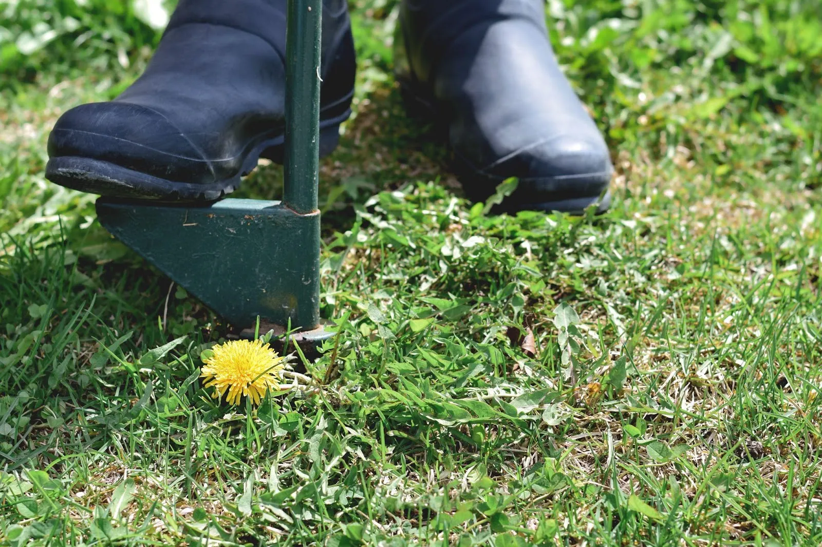 Guide on What Kills Weeds But Not Grass In Canada