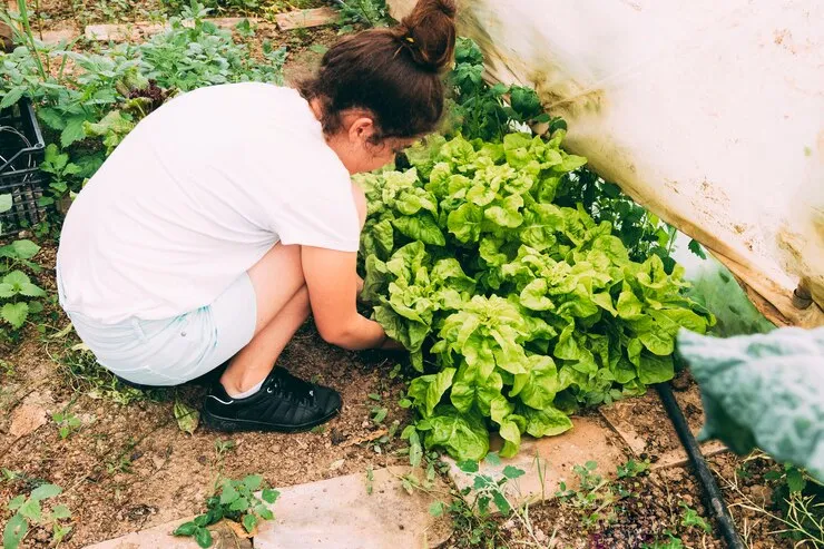 Leafy greens: Quick and nutritious