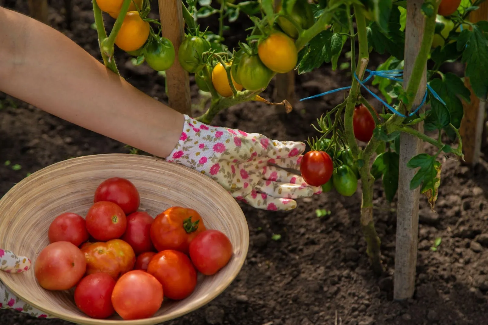 Tomatoes – A Summer Favourite for Canadian Gardens
