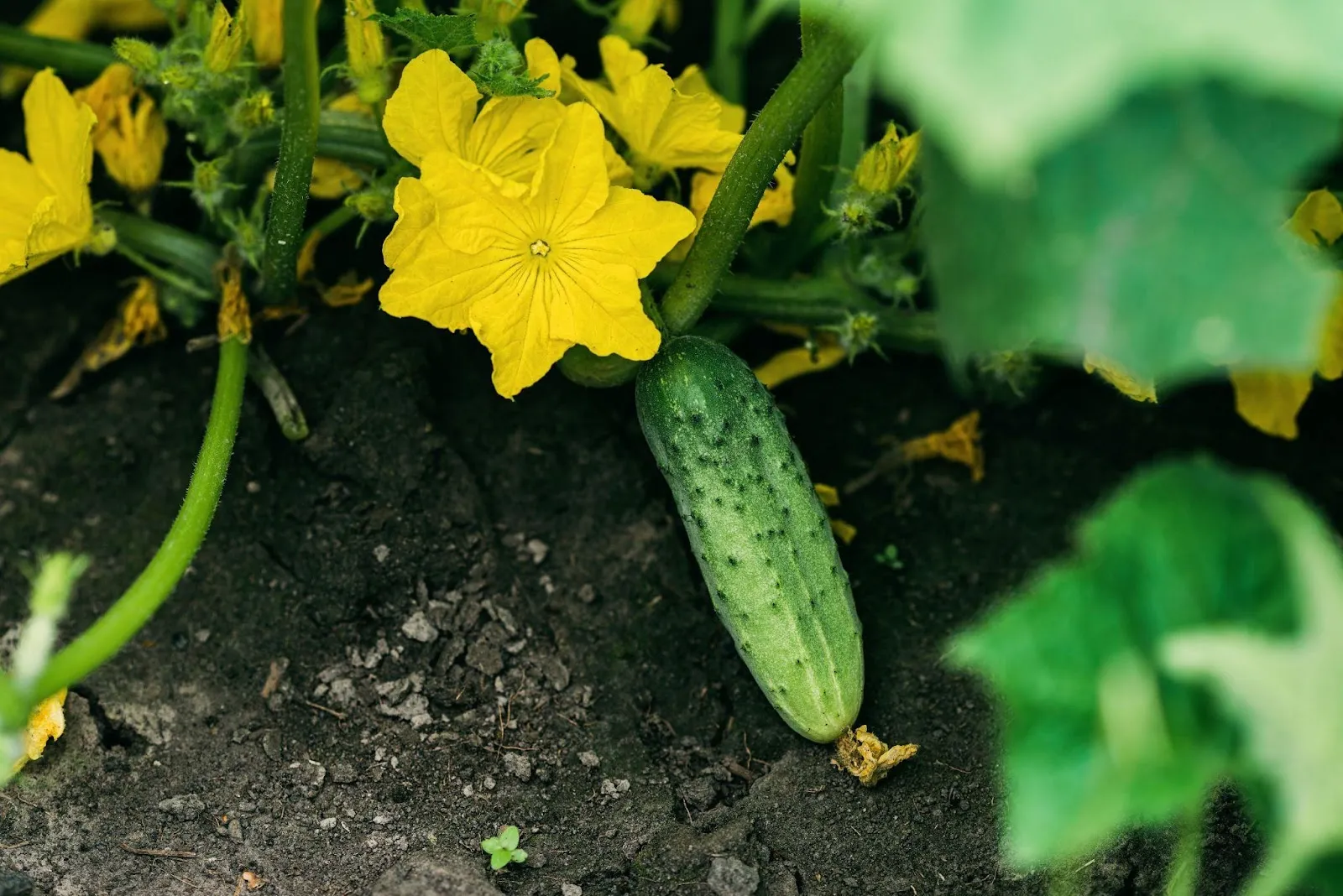 Zucchini – One of the Easiest Vegetables to Grow