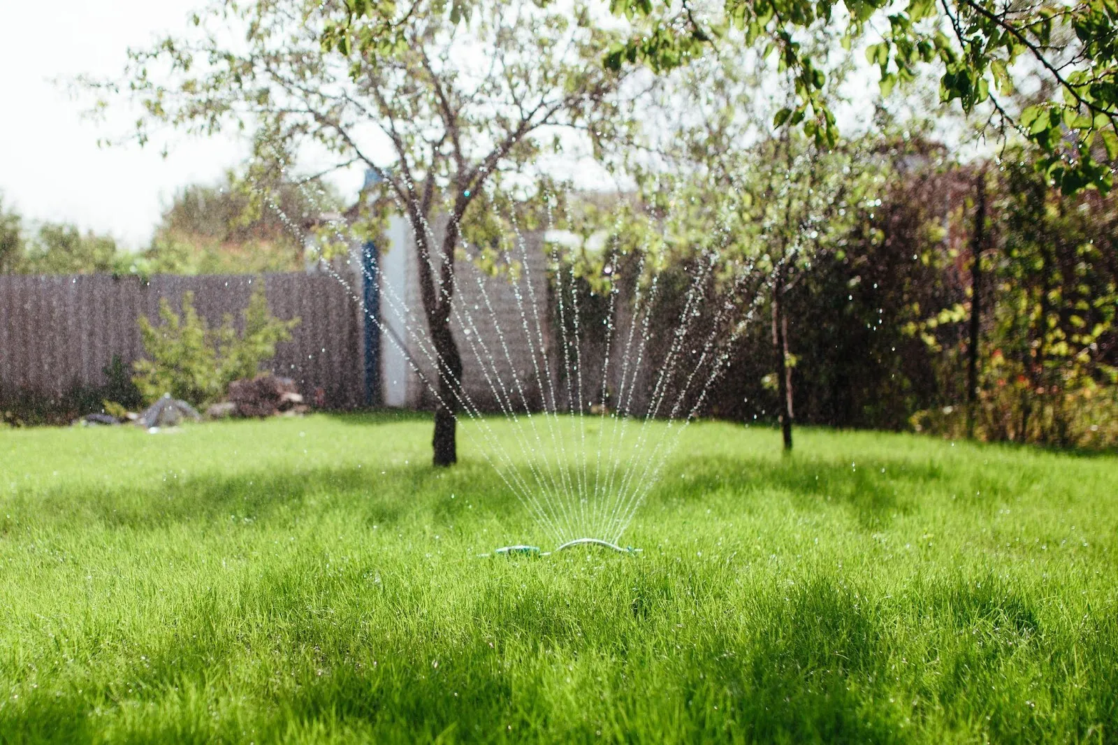 How Much Water Does My Lawn Actually Need