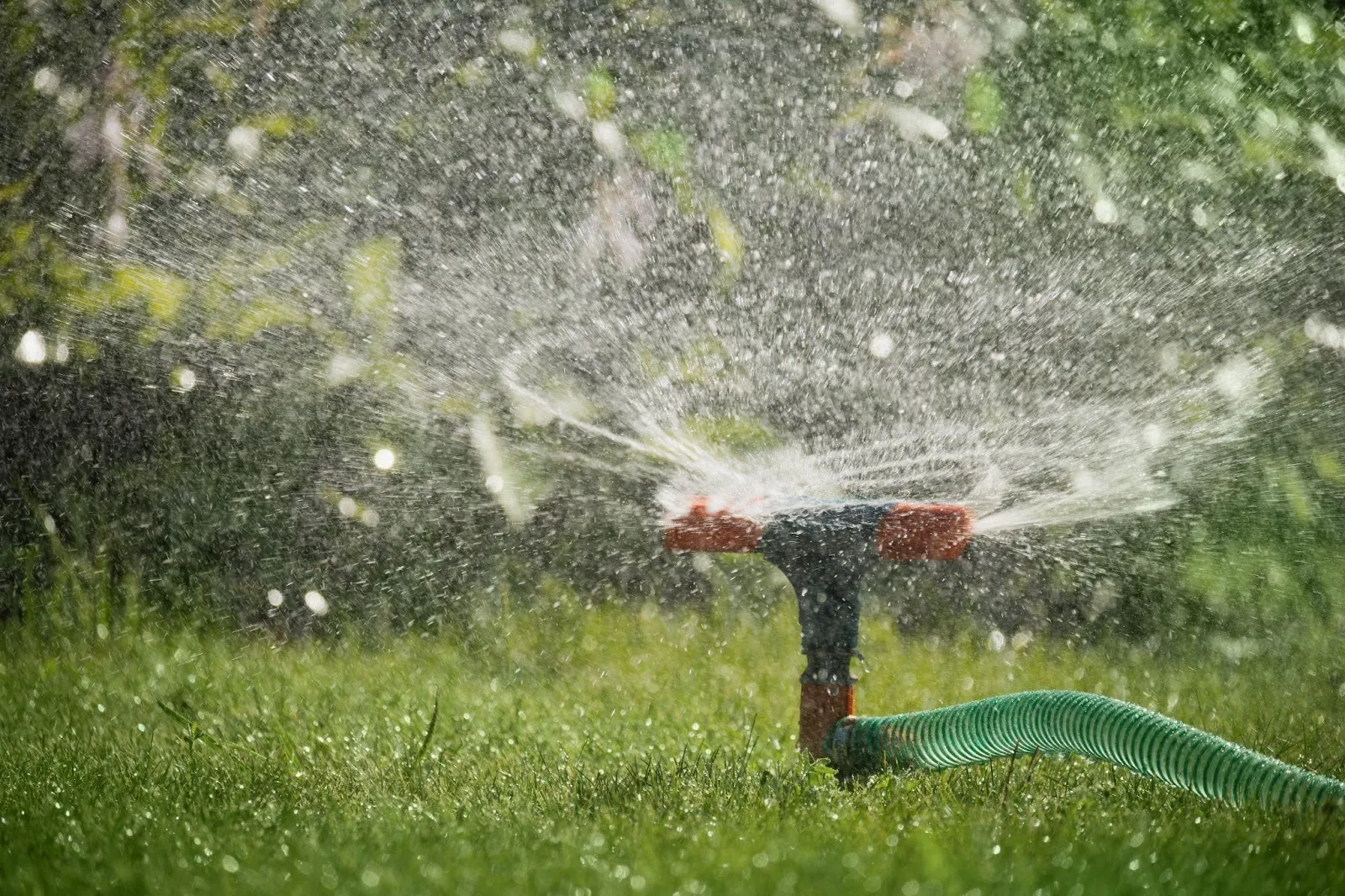 How Often Should You Water Your Lawn in Summer in Canada
