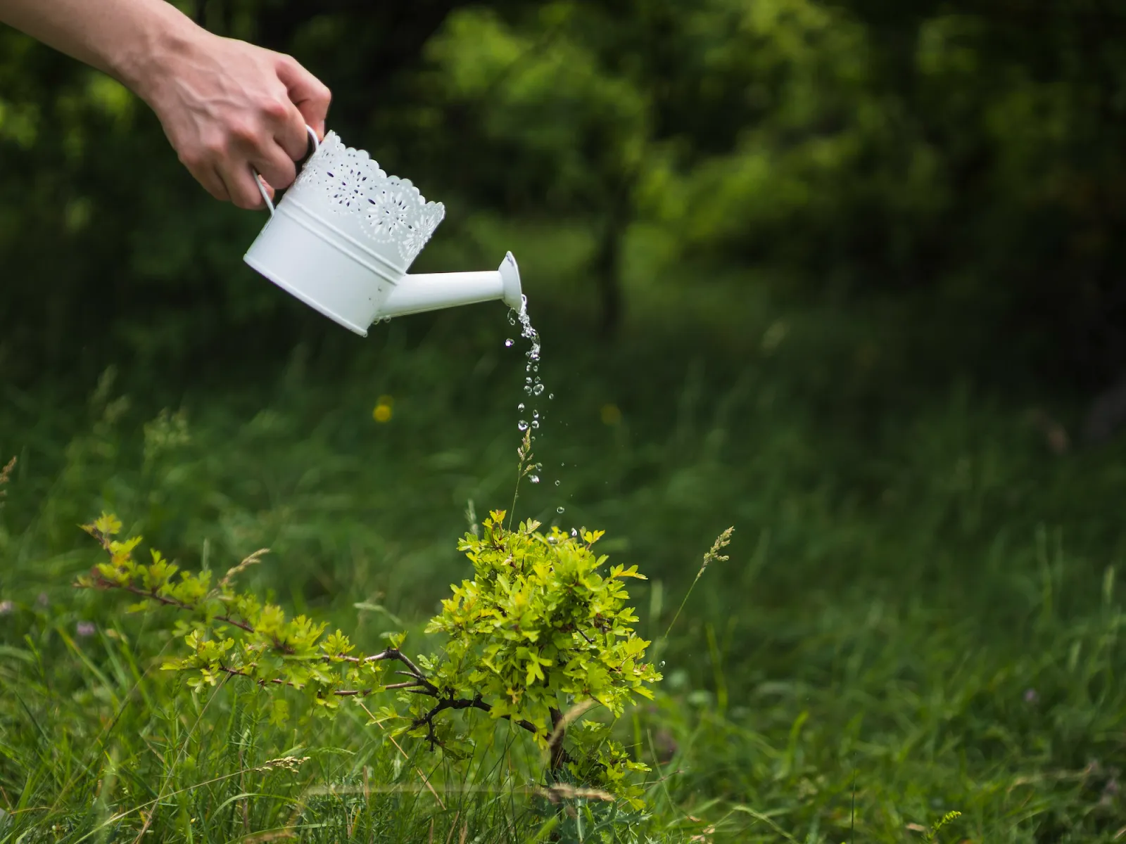 What is the best time to water your lawn in the fall