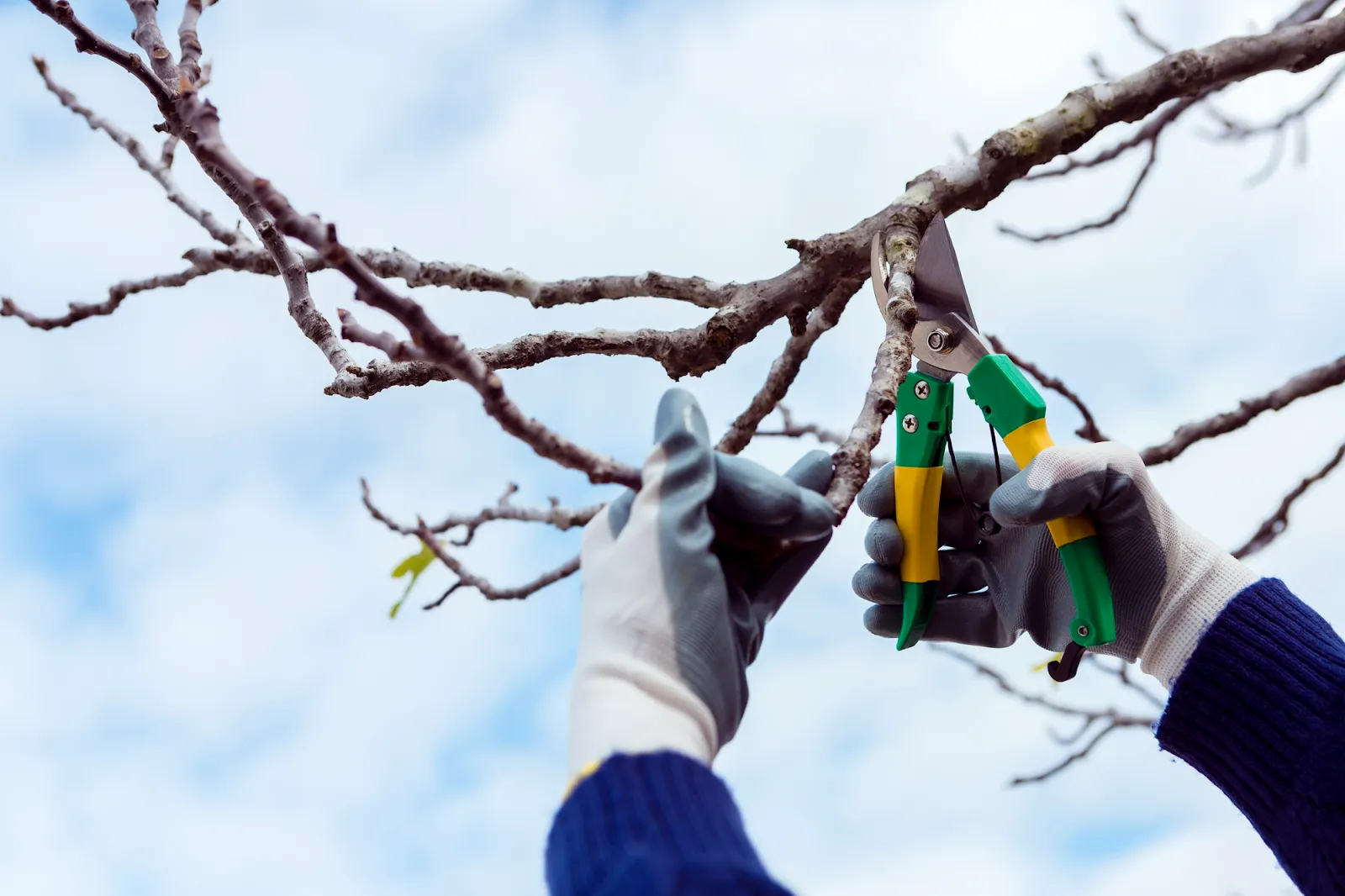 Why does it cost so much to cut a tree in Ontario