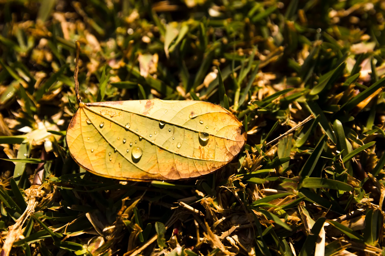 Post-rain fertilization strategies for Ontario gardens