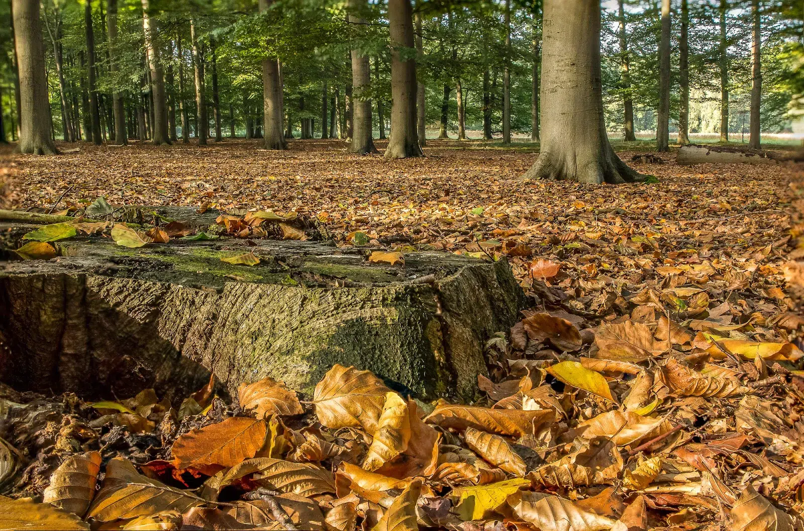 Tips for safe and successful stump removal in fall