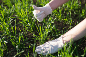 Choose grass varieties that can handle Canadian winters