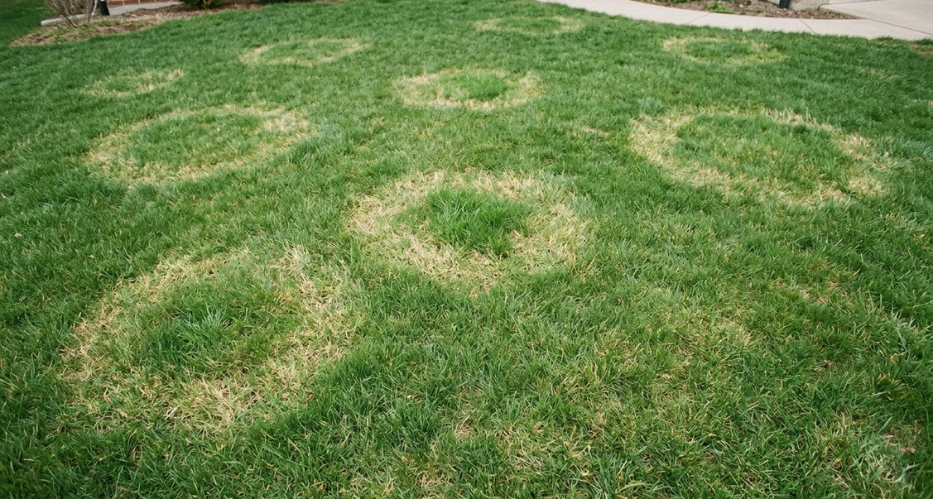 What Are the Early Signs of Lawn Disease in Canada